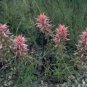 Castilleja Sessiliflora Downy Indian Paintbrush Paintedcup 100 Seeds