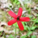 Royal RED Catchfly Hummingbird & Native Flower 600 Seeds