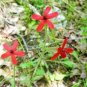 Royal RED Catchfly Hummingbird & Native Flower 600 Seeds