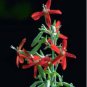 Royal RED Catchfly Hummingbird & Native Flower 600 Seeds