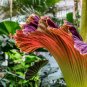 Cut Corpse Bonsai Flower Garden Perennial Potted Plants 200 Seeds