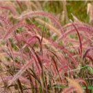 Half-Hardy Perennial Fountain Grass Pennisetum Setaceum Fireworks 400 Seeds