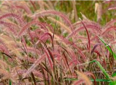 Half-Hardy Perennial Fountain Grass Pennisetum Setaceum Fireworks 400 Seeds