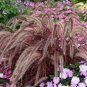 Half-Hardy Perennial Fountain Grass Pennisetum Setaceum Fireworks 400 Seeds
