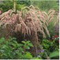 Half-Hardy Perennial Fountain Grass Pennisetum Setaceum Fireworks 400 Seeds