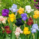 Mixed Light Iris Flower Perennia Flower 200 Seeds