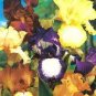 Mixed Light Iris Flower Perennia Flower 200 Seeds