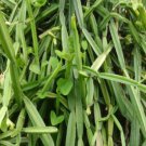 Veldt Grape cissus quadrangularis Plant 20 Seeds