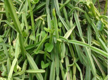 Veldt Grape cissus quadrangularis Plant 20 Seeds