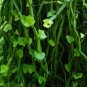 Veldt Grape cissus quadrangularis Plant 20 Seeds