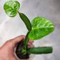 Veldt Grape cissus quadrangularis Plant 20 Seeds