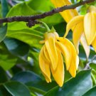Cananga odorata 200 Seeds
