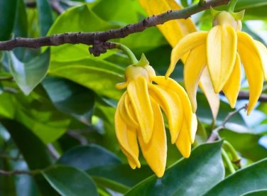 Cananga odorata 200 Seeds