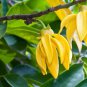Cananga odorata 200 Seeds