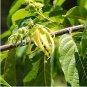 Cananga odorata 200 Seeds