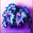 Rare Coleus Bonsai Foliage Plants 200 Seeds