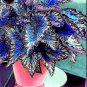 Rare Coleus Bonsai Foliage Plants 200 Seeds