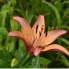 Lilium philadelphicum 20 Seeds