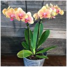 Hydroponic Orchid 200 Seeds