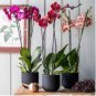 Hydroponic Orchid 200 Seeds