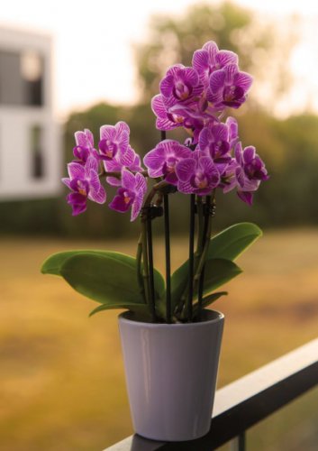 Orchid Flowers for Rooms 400 Seeds