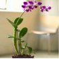 Orchid Flowers for Rooms 400 Seeds