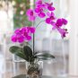 Orchid Flowers for Rooms 400 Seeds