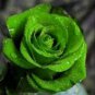 Exotic Green Rose Plants Mixed Colors Rosa Planta 200 Seeds