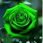 Exotic Green Rose Plants Mixed Colors Rosa Planta 200 Seeds
