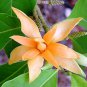 Michelia Champaca Magnolia Champaca Joy Perfume Tree 40 Seeds