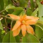 Michelia Champaca Magnolia Champaca Joy Perfume Tree 40 Seeds