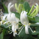 Honeysuckle Bonsai Lonicera Japonica Herbal Medicine Very Sweet 400 Seeds