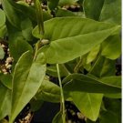 Fallopia Multiflora Bonsai, He Shou Wu, Approx 20 Seeds