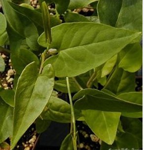 Fallopia Multiflora Bonsai, He Shou Wu, Approx 20 Seeds