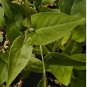 Fallopia Multiflora Bonsai, He Shou Wu, Approx 20 Seeds