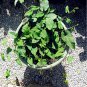 Fallopia Multiflora Bonsai, He Shou Wu, Approx 20 Seeds