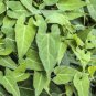 Fallopia Multiflora Bonsai, He Shou Wu, Approx 20 Seeds