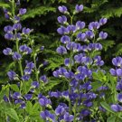 False Blue Indigo 200 Seeds