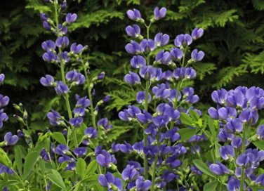 False Blue Indigo 200 Seeds