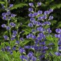 False Blue Indigo 200 Seeds