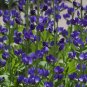 False Blue Indigo 200 Seeds