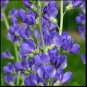 False Blue Indigo 200 Seeds