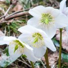 Helleborus (Christmas Rose) Novelty Plant 200 Seeds