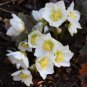Helleborus (Christmas Rose) Novelty Plant 200 Seeds