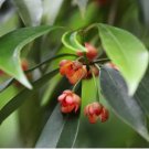 Star Anise Illicium verum Flower 60 Seeds