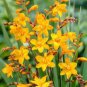 Yellow Lucifer Crocosmia 50 Seeds