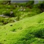 Moss Bonsai Moss Ball Sagina Subulata Bonsai 200 Seeds