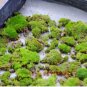 Moss Bonsai Moss Ball Sagina Subulata Bonsai 200 Seeds