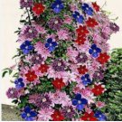 Clematis Garden Flower Clematis Vines Bonsai Flower Perennial Plants 200 Seeds
