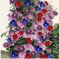 Clematis Garden Flower Clematis Vines Bonsai Flower Perennial Plants 200 Seeds